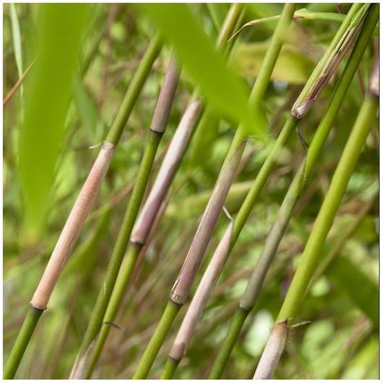 Petit bambou : Fargesia rufa - Image 2