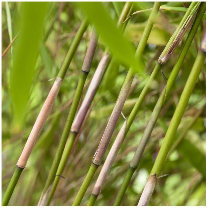 Petit bambou : Fargesia  rufa - Image 2