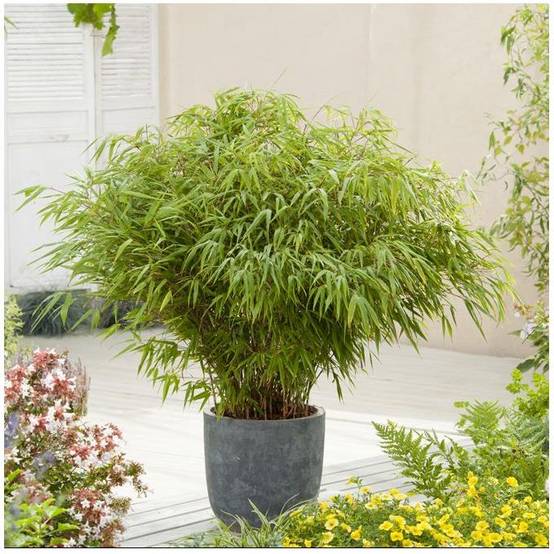 Petit bambou : Fargesia rufa - Image 1