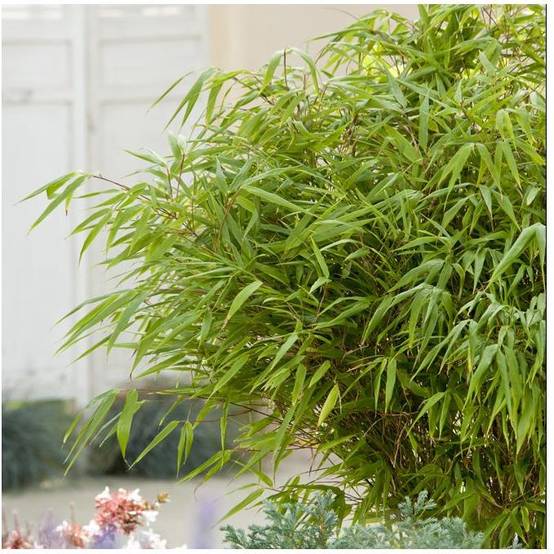 Petit bambou : Fargesia rufa - Image 6