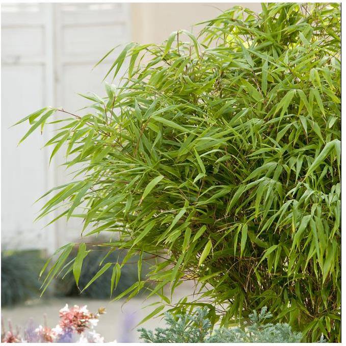 Petit bambou : Fargesia  rufa - Image 6