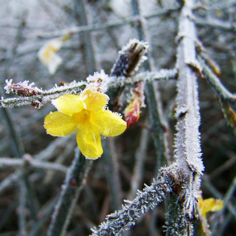 Jasmin d'hiver - Image 4