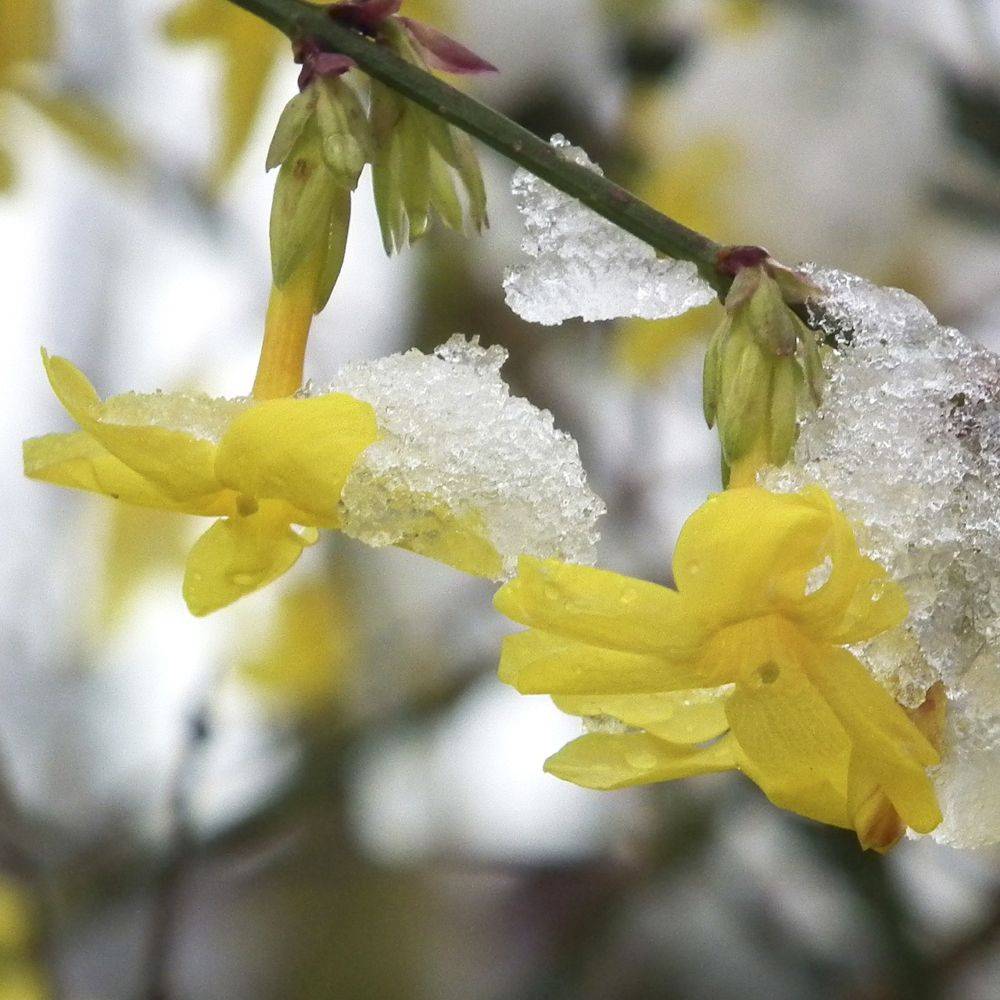 Jasmin d'hiver - Image 5