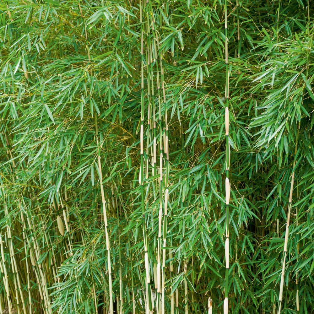 Bambou moyen Fargesia Robusta Campbell - Image 3