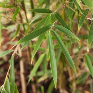 Bambou moyen Fargesia Robusta Campbell