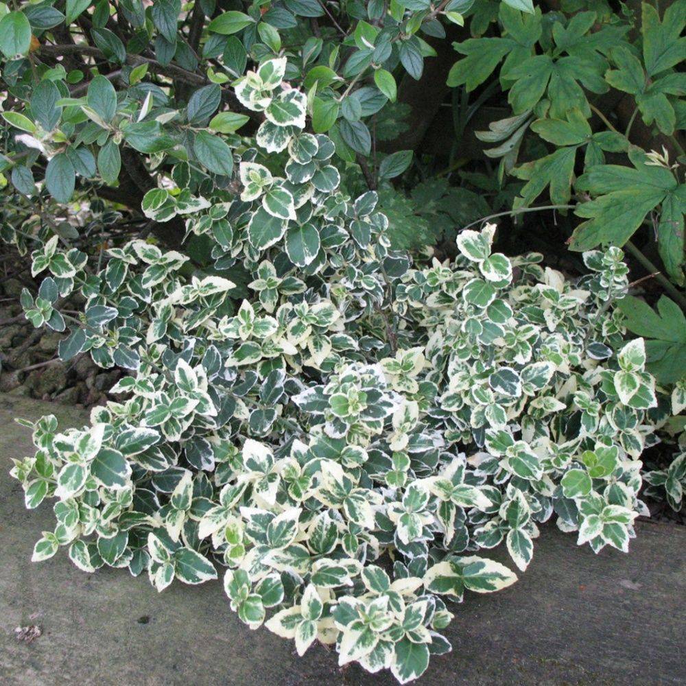 Fusain fortunei 'Emerald Gaiety' - Image 2
