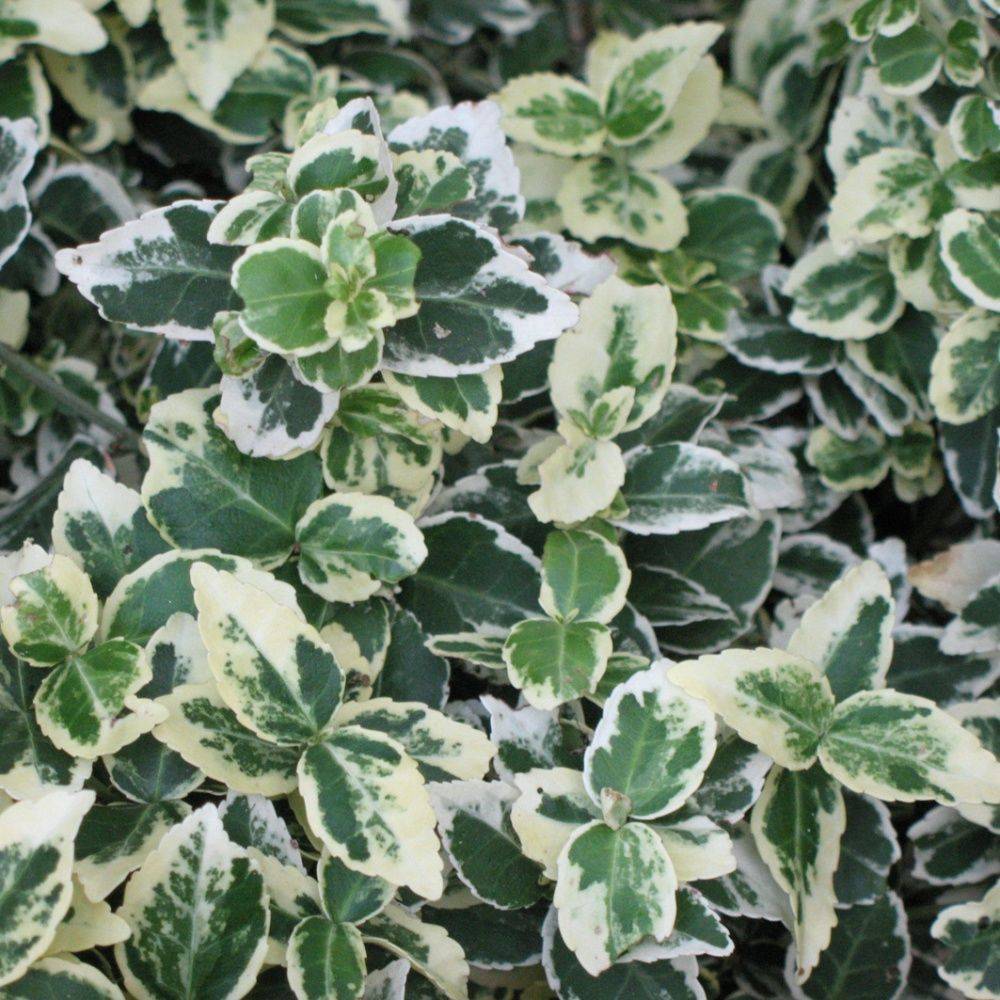 Fusain fortunei 'Emerald Gaiety' - Image 1