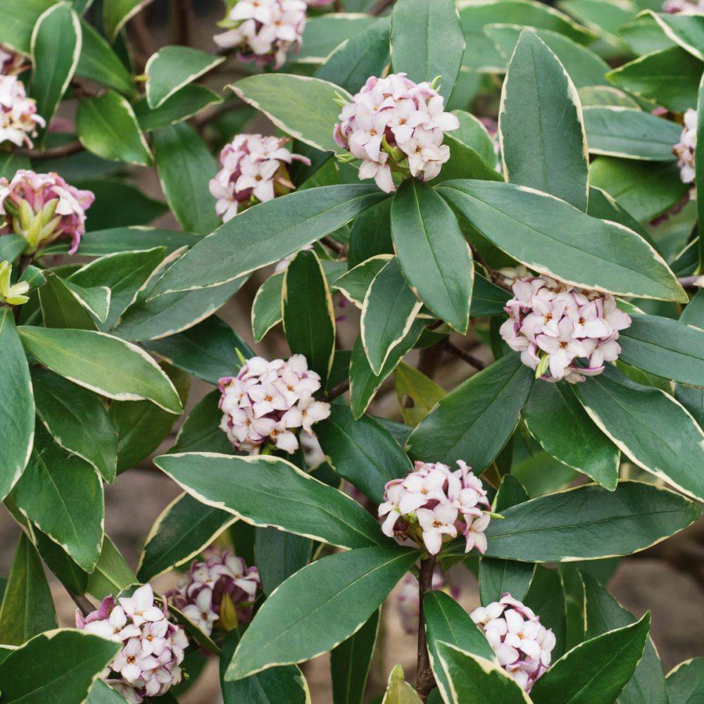 Daphné parfumée 'Aureomarginata'