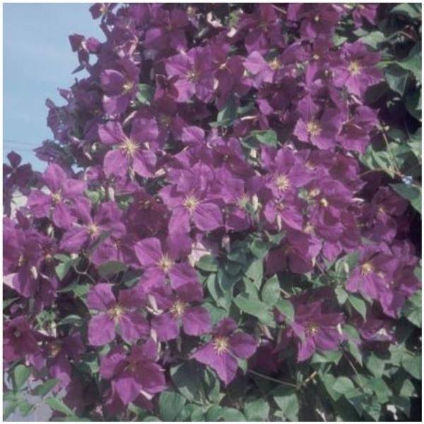 Clématite 'Jackmanii' - Image 1