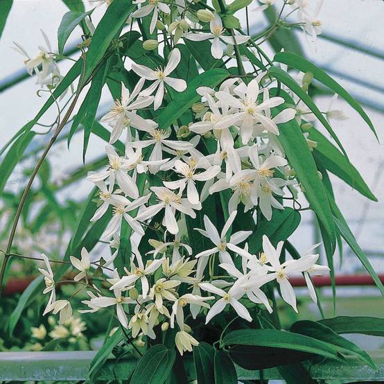 Clématite armandii 'Snowdrift' - Image 2