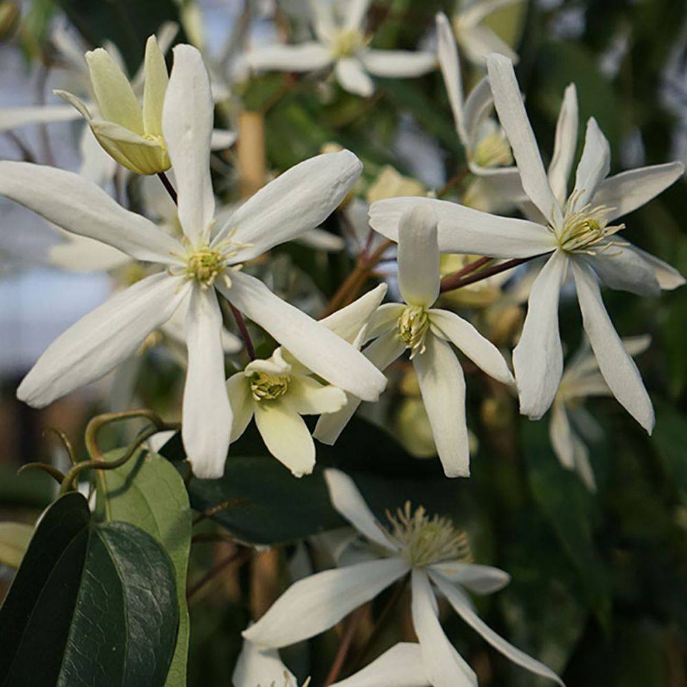 Clématite armandii 'Snowdrift' - Image 1