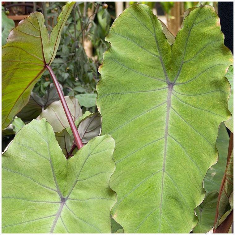 Colocasia Hawaiian Punch - Image 3