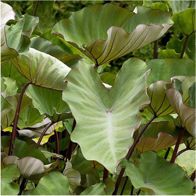 Colocasia Hawaiian Punch - Image 1