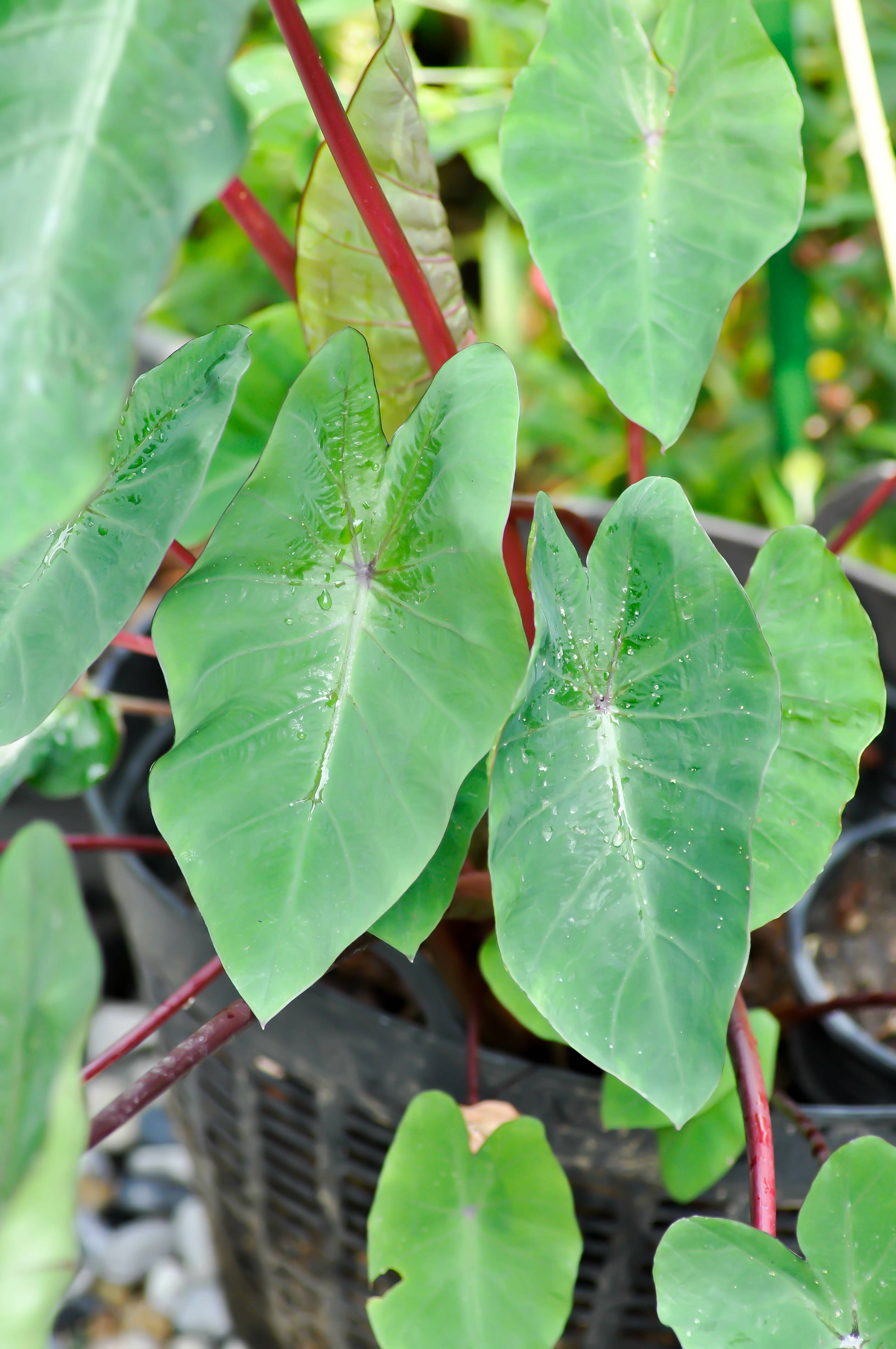 Colocasia Hawaiian Punch - Image 2
