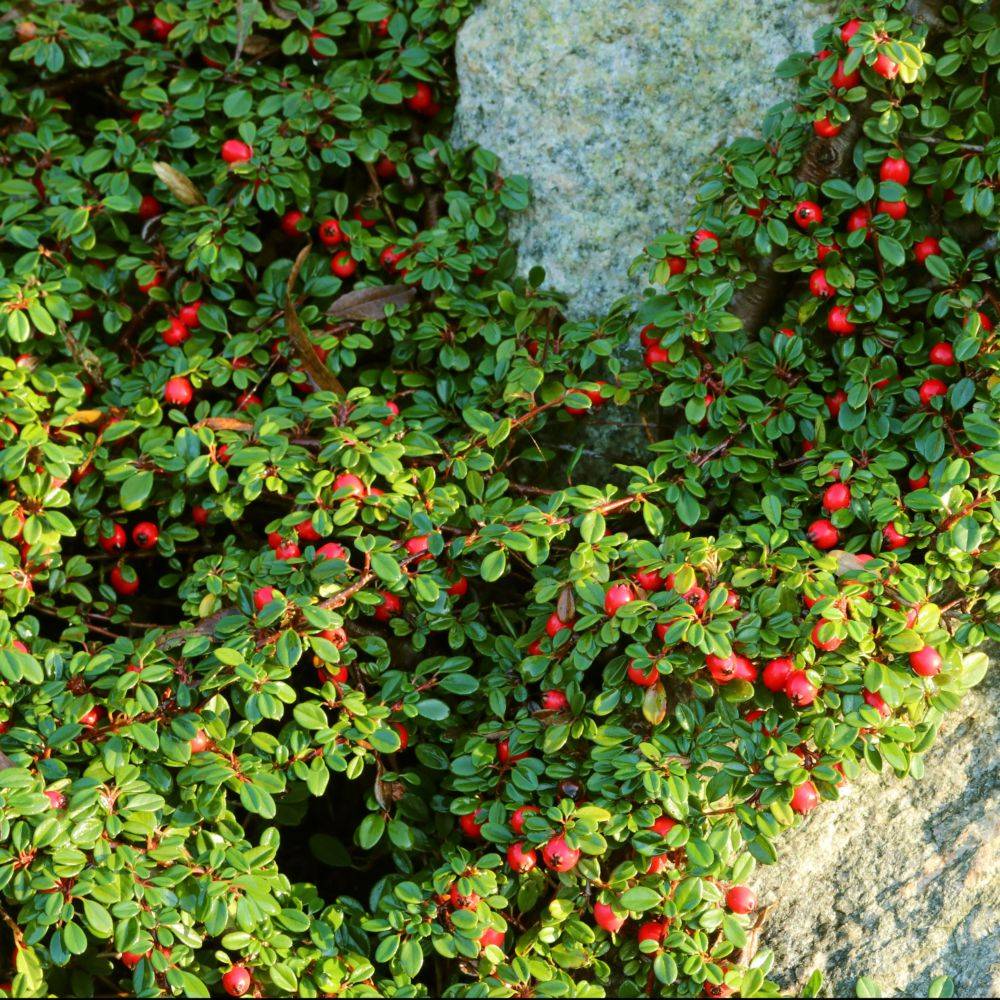 Cotoneaster rampant Evergreen - Image 3