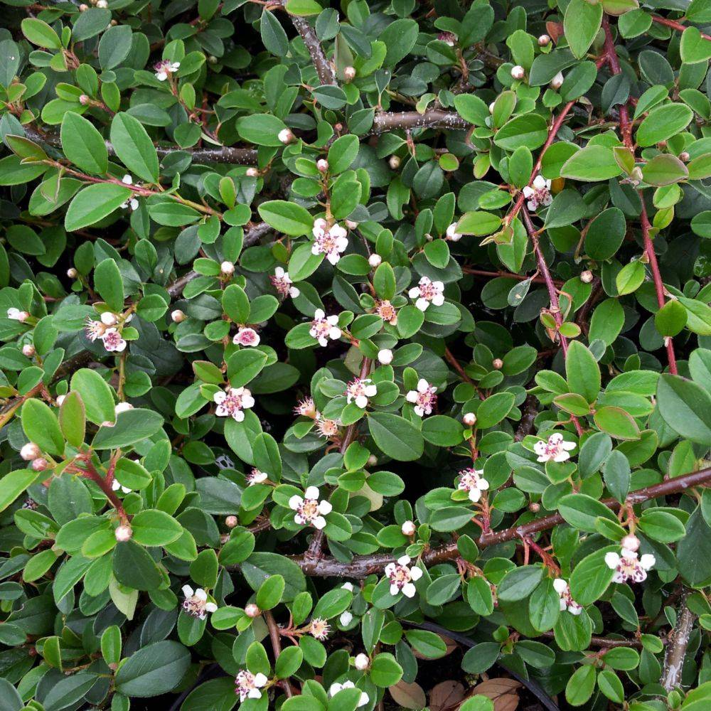 Cotoneaster rampant Evergreen - Image 1