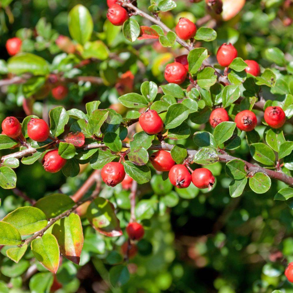 Cotoneaster rampant Evergreen - Image 2