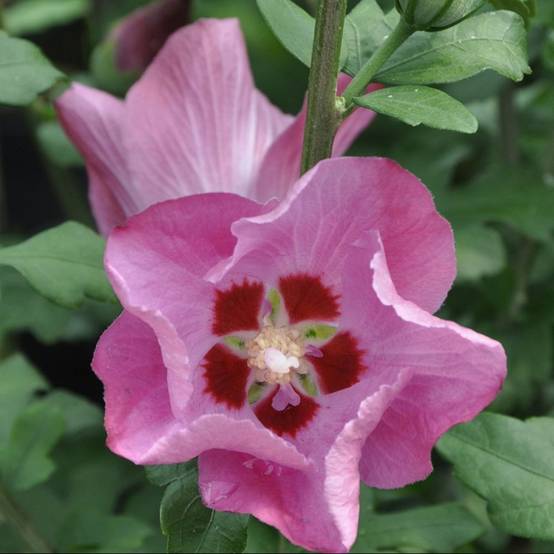 Hibiscus syriacus 'Pink giant' - Image 1