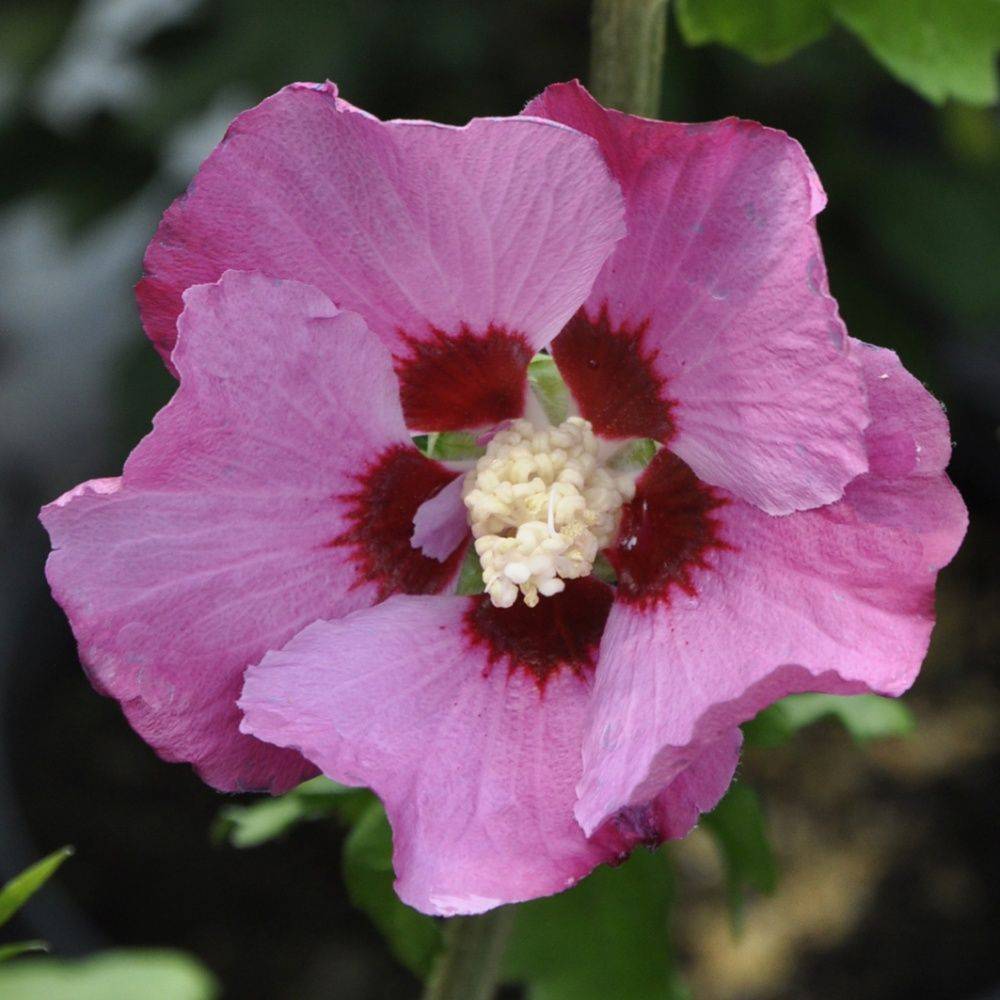 Hibiscus syriacus 'Pink giant' - Image 2