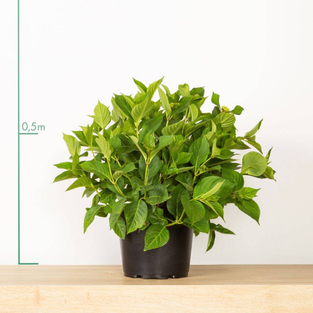 Hortensia Ankong bleu - Image 3