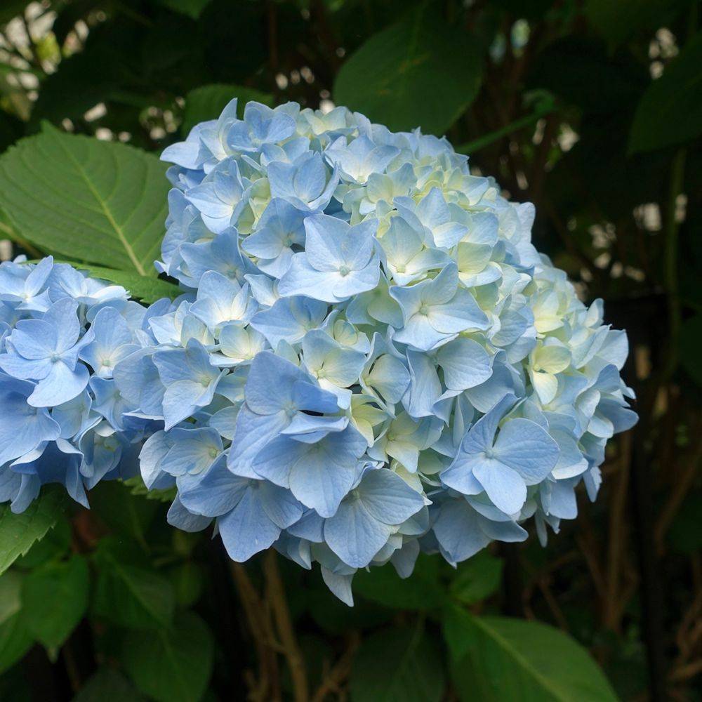 Hortensia Ankong bleu
