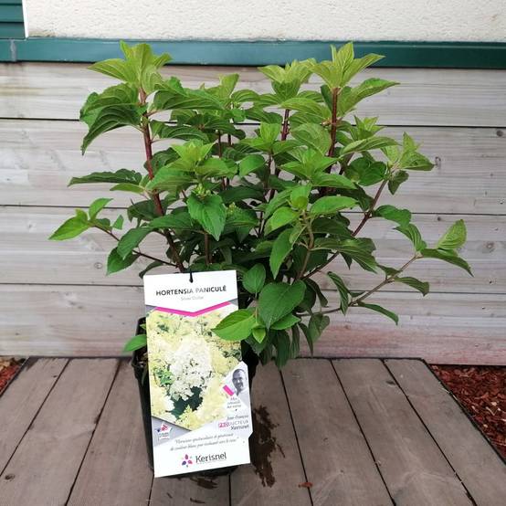 Hydrangea paniculata SilverDollar - Hortensia - Image 1