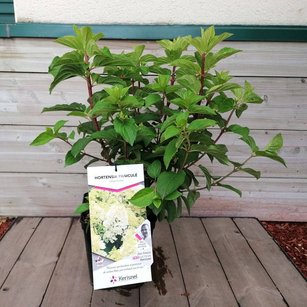 Hydrangea paniculata SilverDollar - Hortensia - Image 1
