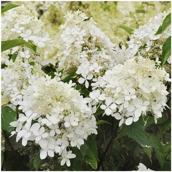 Hydrangea paniculata SilverDollar - Hortensia - Image 2