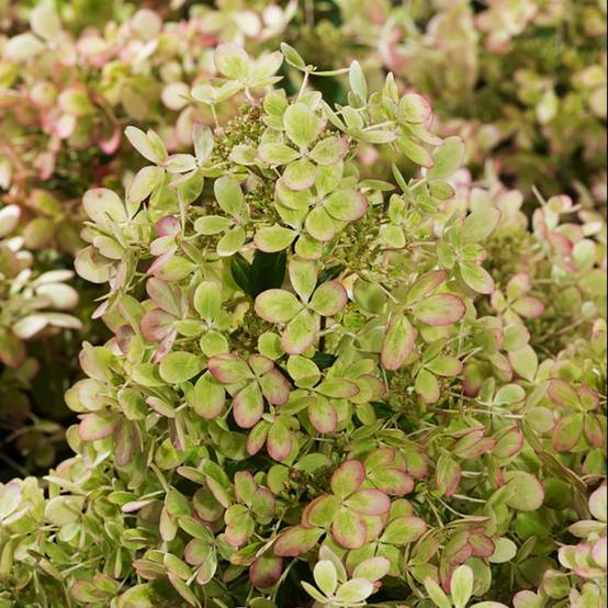 Hydrangea paniculata Pastelgreen® - Hortensia paniculé