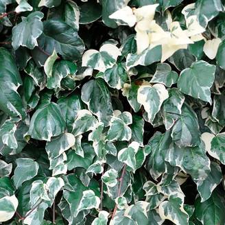 Lierre 'Gloire de Marengo'