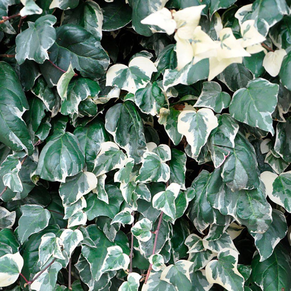 Lierre 'Gloire de Marengo'