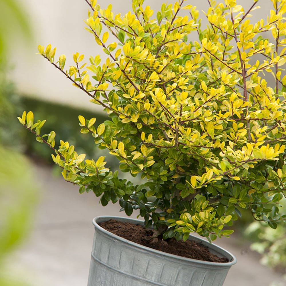 Houx japonais 'Golden gem' - Image 2