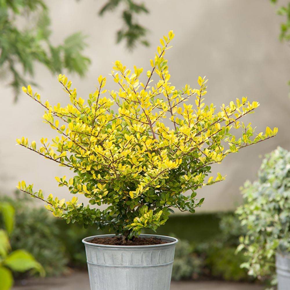 Houx japonais 'Golden gem' - Image 3