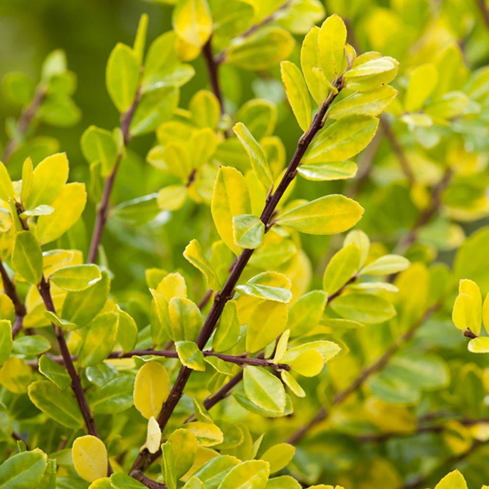 Houx japonais 'Golden gem' - Image 1