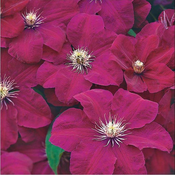 Clématite 'Rouge Cardinal' - Image 1