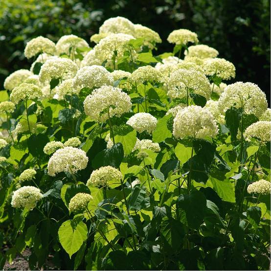 Hortensia boule de neige 'Annabelle' - Image 1