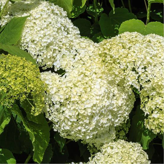 Hortensia boule de neige 'Annabelle' - Image 2
