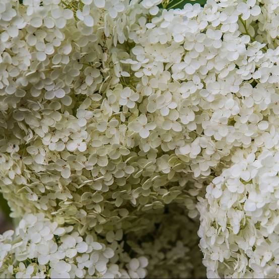 Hortensia boule de neige 'Annabelle' - Image 5