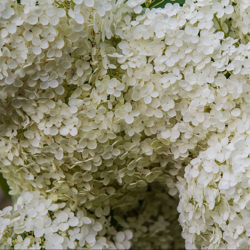 Hortensia boule de neige 'Annabelle' - Image 5