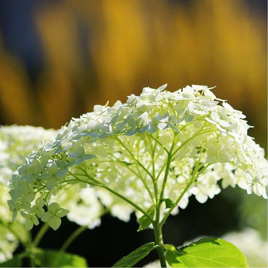 Hortensia boule de neige 'Annabelle' - Image 4