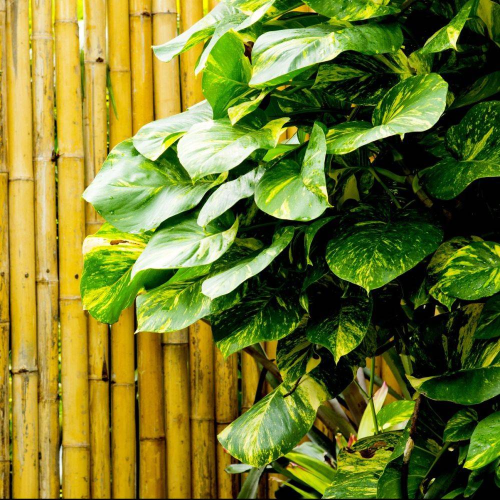 EPIPREMNUM aureum - Image 1