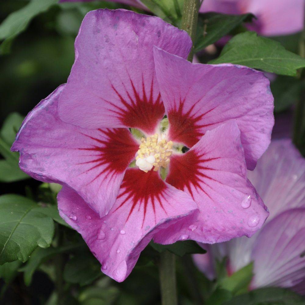 Hibiscus syriacus 'Russian violet' - Image 3