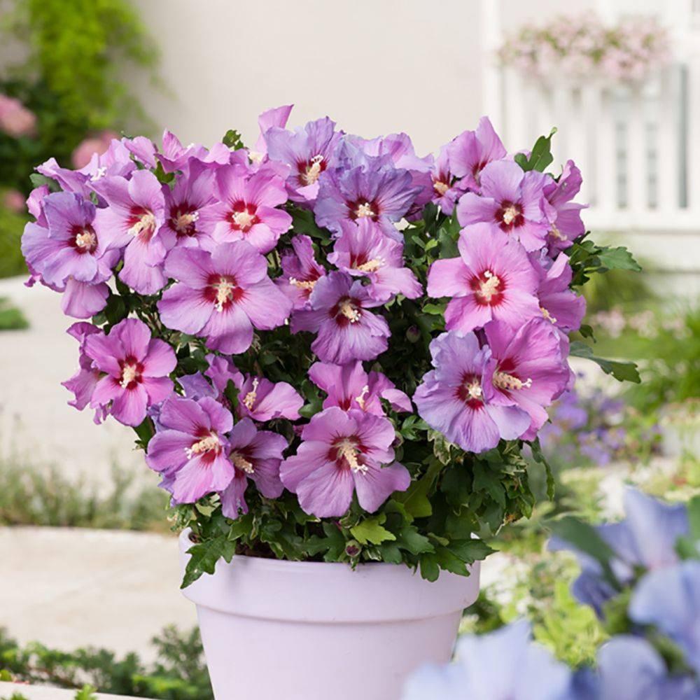 Hibiscus syriacus 'Russian violet' - Image 4