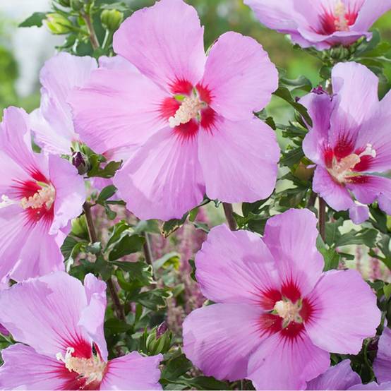Hibiscus syriacus 'Russian violet' - Image 1
