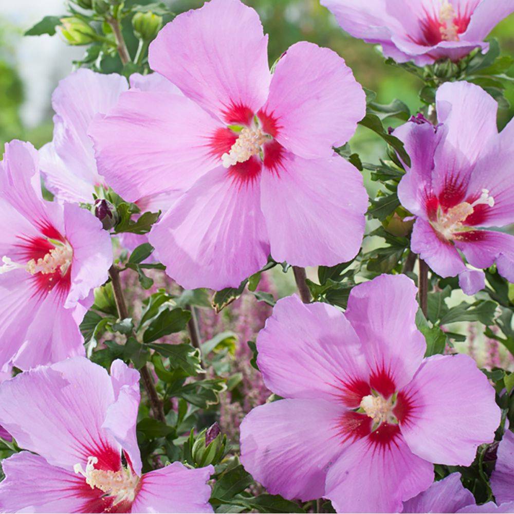 Hibiscus syriacus 'Russian violet' - Image 1