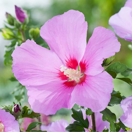 Hibiscus syriacus 'Russian violet' - Image 2