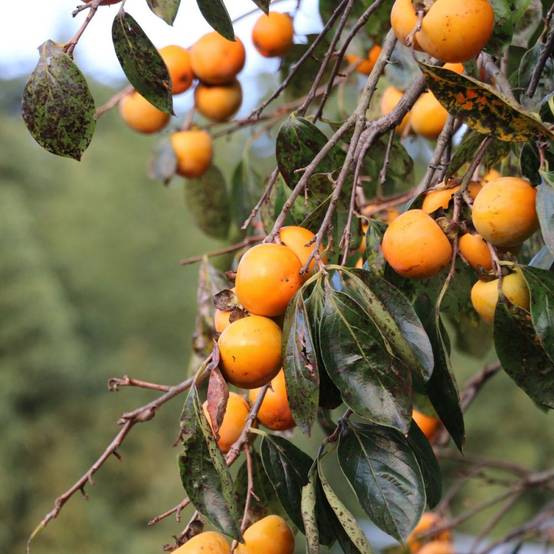 Kaki pomme 'Fuyu' : taille demi-tige, pot de 12 L - Image 5