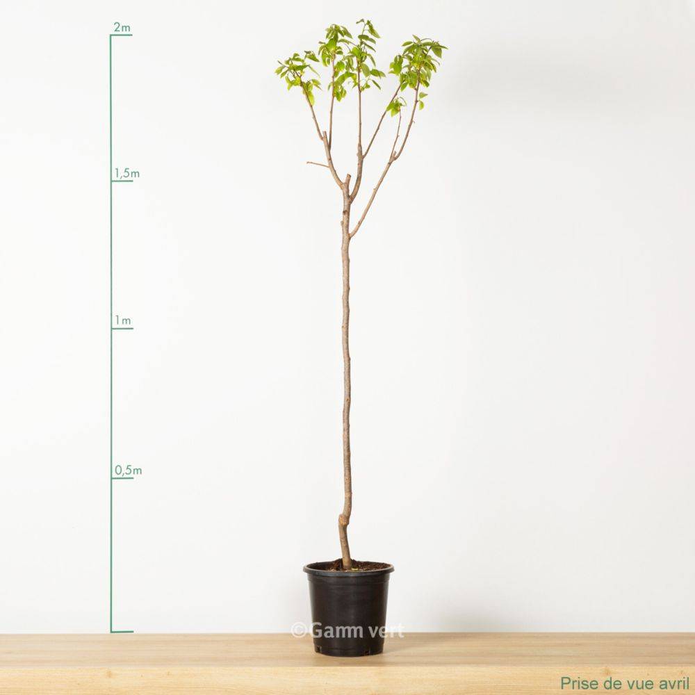 Kaki pomme 'Fuyu' : taille demi-tige, pot de 12 L - Image 1