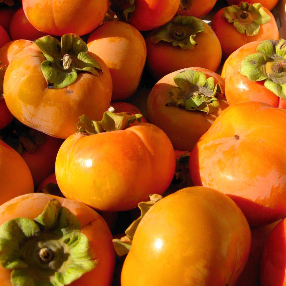 Kaki pomme 'Fuyu' : taille demi-tige, pot de 12 L - Image 3