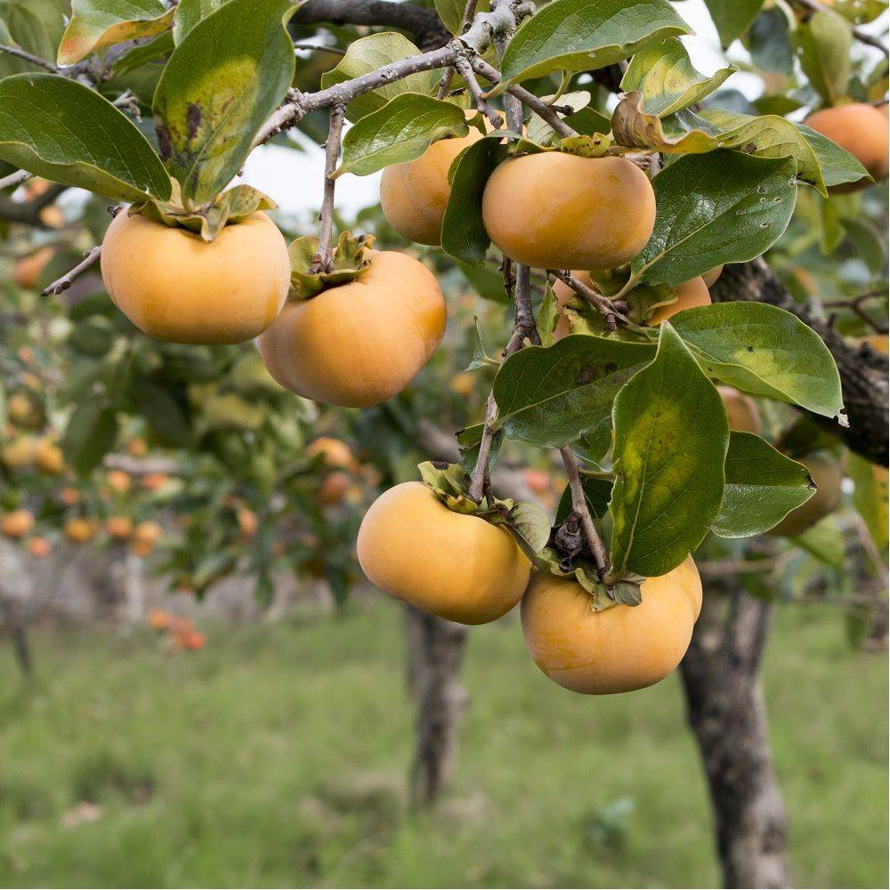 Kaki pomme 'Fuyu' : taille demi-tige, pot de 12 L - Image 10